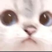 Image result for Cat HTML Code