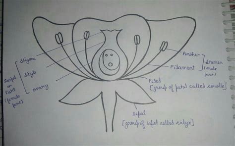 draw the structure of flower and labeling part give the function of all ...