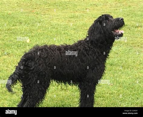 Black goldendoodle hi-res stock photography and images - Alamy