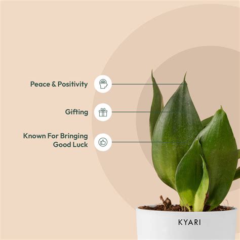 Jade Snake Plant – Kyari.co