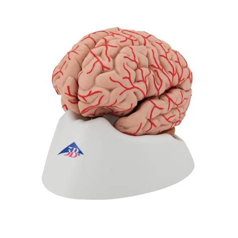 Anatomical Teaching Models | Plastic Human Brain Models | Brain with ...