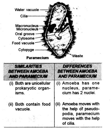 Draw the structure of paramecium and label any six parts on it. List ...