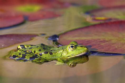 Frogs Pond Nature Photography Free Stock Photo - Public Domain Pictures