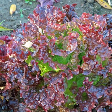 Leaf lettuce 'Salad Bowl' (Lactuca sativa) - approx. 500 seeds