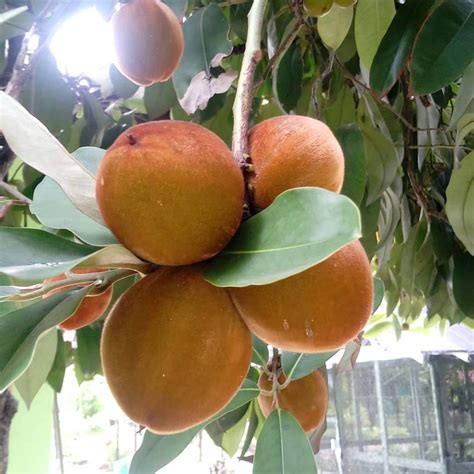 Creative Farmer Garden Rare Mabolo Tree (Velvet Apple)(Healthy 1 Live ...