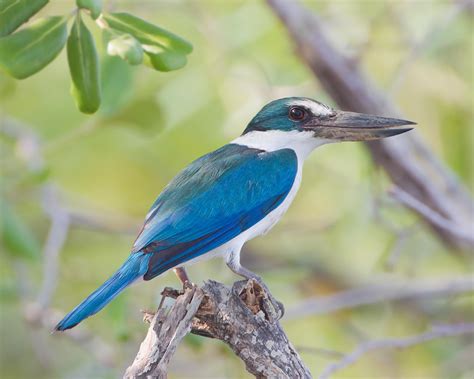 Collared kingfisher (Todiramphus chloris)