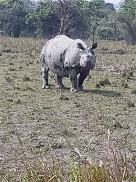 Pobitora Wildlife Sanctuary (Guwahati) - 2022 What to Know Before You ...