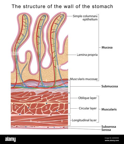 Stomach Histology Layers