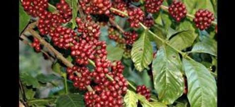 Stroll around Coffee Plantations, chikkamagaluru, India - Top ...