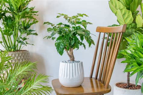 How To Care For a China Doll Plant: Care Tips, Benefits, and More – Ugaoo