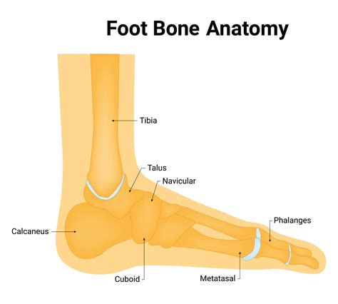 Foot Bone Anatomy Science Design Vector Illustration Diagram 41921746 ...