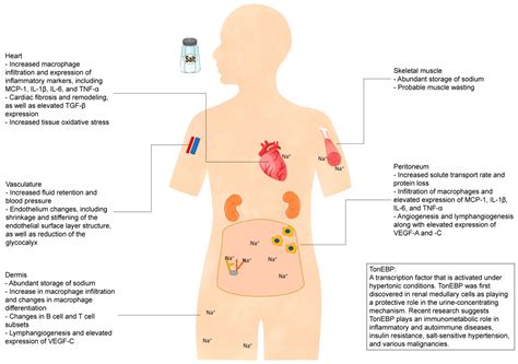 Tissue Sodium Accumulation Induces Organ Inflammation and Injury in ...