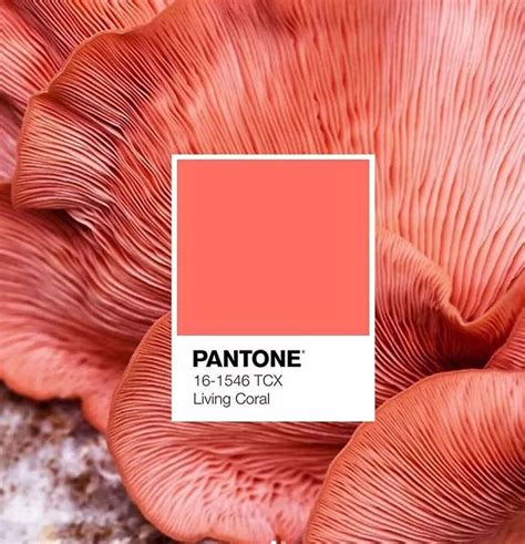 PANTONE年度色“珊瑚橘”发布后，有哪些大品牌迅速回应了？ - 千通彩色彩管理官网