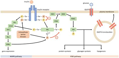 Insulin Metabolism in Polycystic Ovary Syndrome: Secretion, Signaling ...
