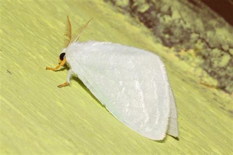Leucoma clara | Moths