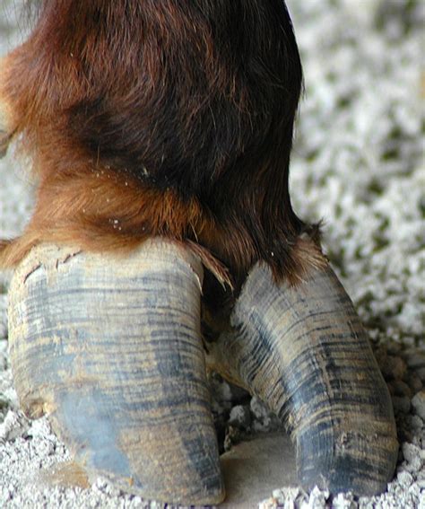The Three Sacred Buffalo: Honoring Native American Heritage