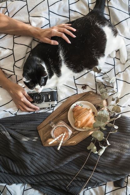 Crop hands stroking cat and holding camera near breakfast food | Free Photo