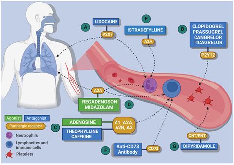 A Systematic Review of the Role of Purinergic Signalling Pathway in the ...