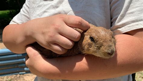 THE LEARNING ZOO (2026) All You Need to Know BEFORE You Go (with Photos ...