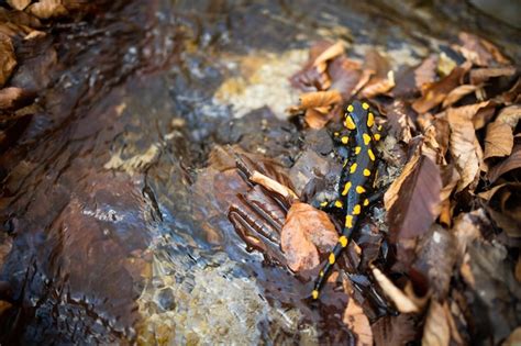 Dark fire salamander with yellow spots crawling on leafs near water in ...