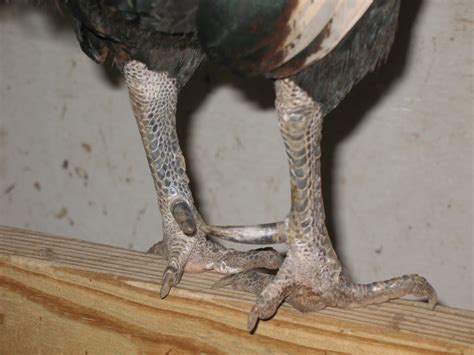 Razzberry Corner: How to Remove Roosters' Spurs