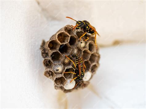Vespiary hornet's nest wasp nest with wasps sitting on it wasps polist ...