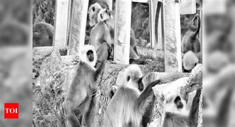 Only 250 adults of Himalayan gray langur species exist, finds study ...