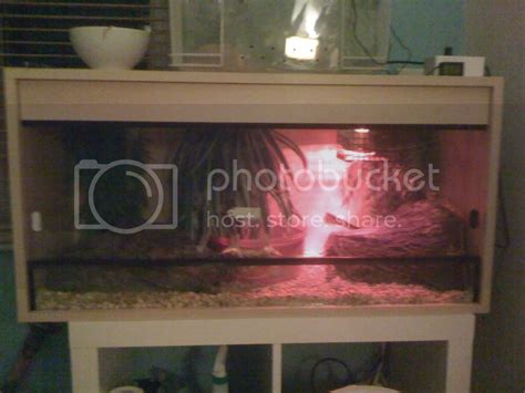 Image result for Royal Python Setup