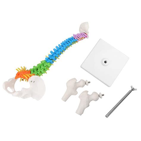 Buy Human Spine Model Colored Life Size Flexible Scientific Anatomical ...
