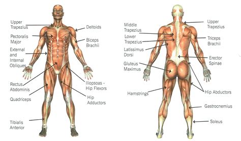 Anterior And Posterior Muscles Of The Body