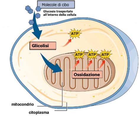 La respirazione cellulare - superagatoide