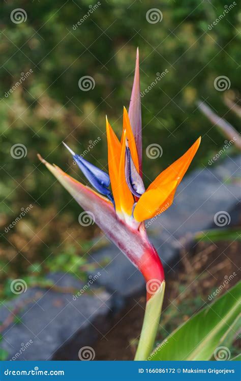 Strelitzia Reginae, Bird of Paradise Flower in Tropical Garden, Madeira ...