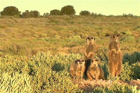 Meerkat Magic Tour, Oudtshoorn