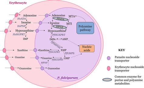Image result for Purine Synthesis Folate