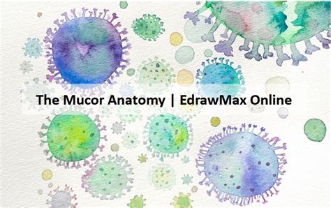 A Guide to Understand Mucor with Diagram | EdrawMax Online