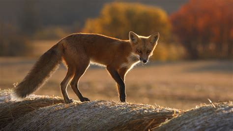Download wallpaper field, autumn, forest, Fox, hay, section animals in ...