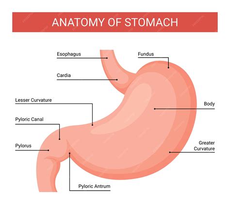 Premium Vector | Human stomach anatomy infographics