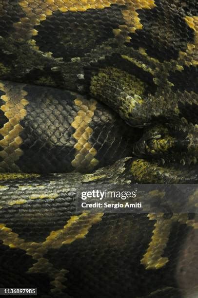 Image result for Burmese Python On Tree
