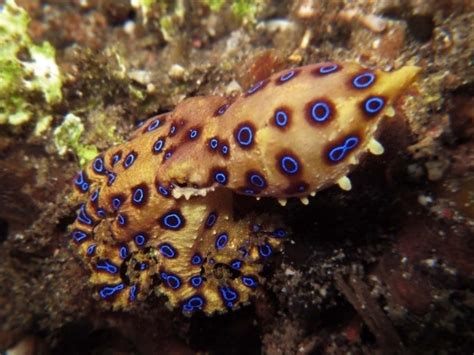 Image result for Blue-Ringed Octopus Color