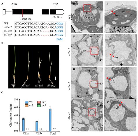 Chloroplast-Localized Protein, OsAL7, with Two Elongation Factor ...