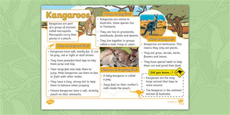 KS1 Kangaroo Fact File - Animals (teacher made) - Twinkl