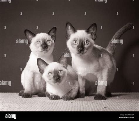 Young Vs. Old Siamese Cat: What To Expect At Every Life Stage
