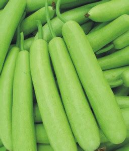 Chalisa Lagenaria siceraria, Calabash, Bottle Gourd, White Flowered ...