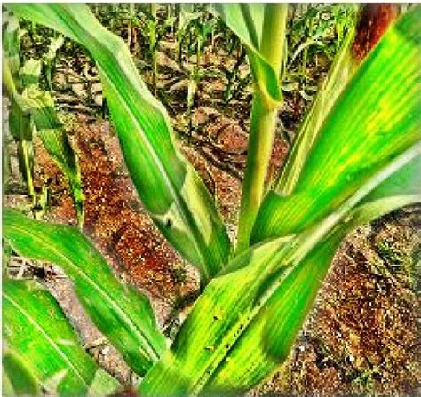 Image result for Ace Algorithm