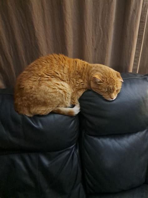 Obituaries - Oakey's Pet Funeral Home