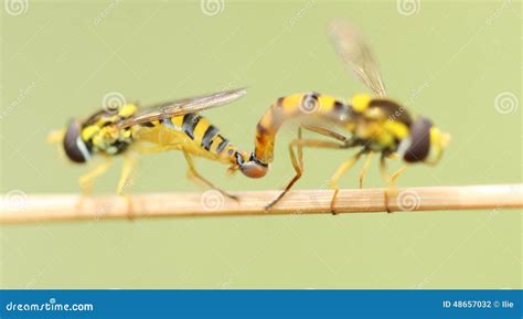 Image result for Insect Sexual Reproduction