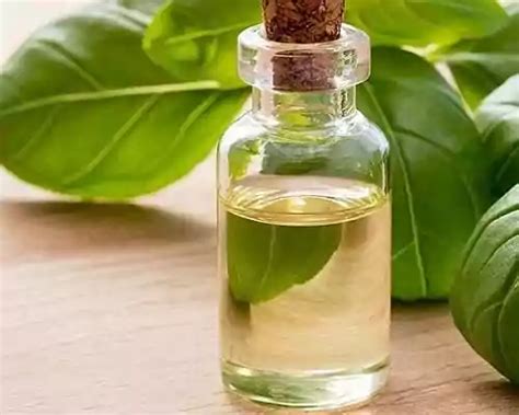 Basil Oil: How to Use it in Cold, Flu, and More | AOS Blog