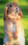 Image result for Bunny with Big Ears Sewing Pattern