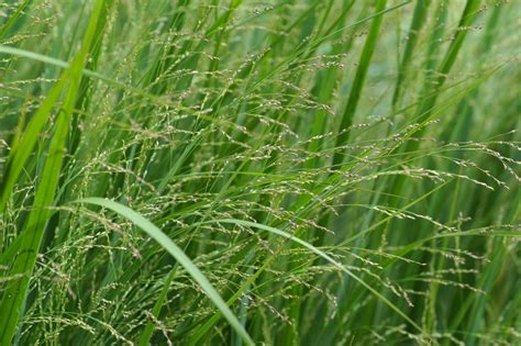 Grass Grasses Ornamental Grass Plant Free Stock Photo - Public Domain ...