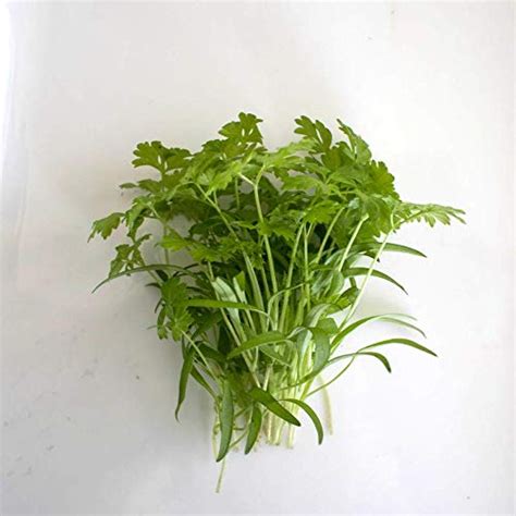 Airex Chervil (Green) Microgreen Seeds - Pack Of AVG 50-100 Seeds x 3 ...